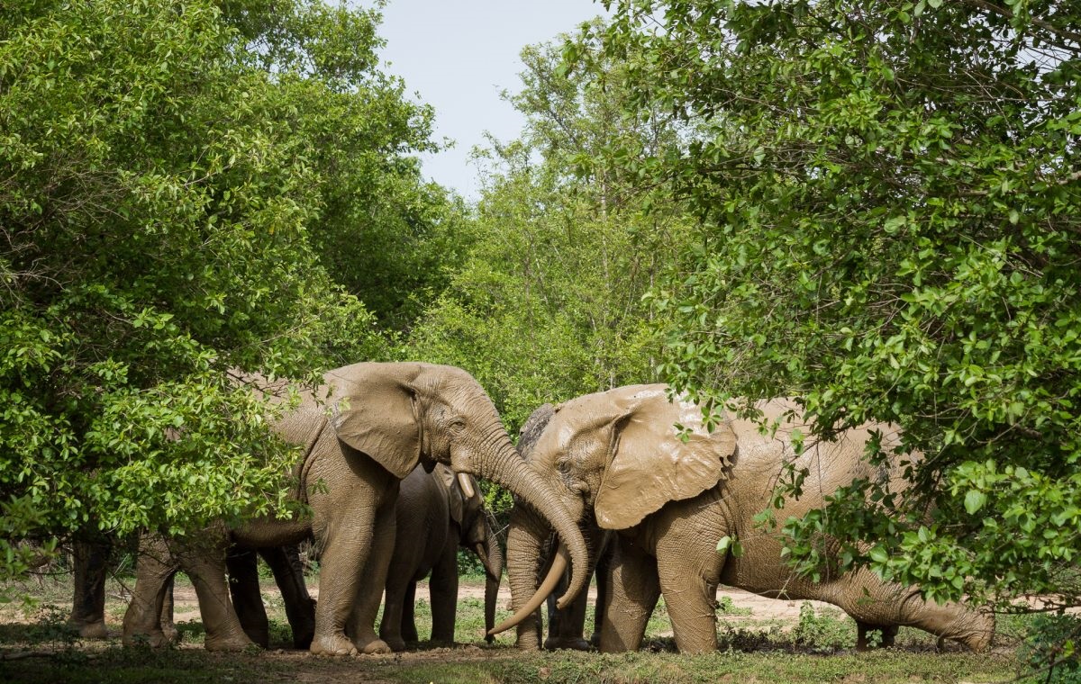 Mole National Park Safari